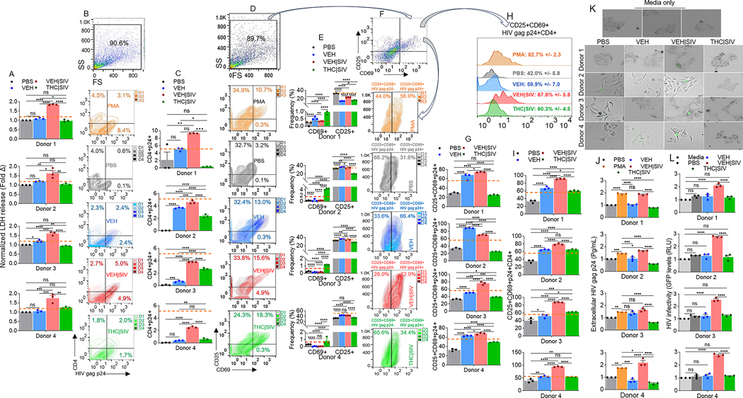 VEH | SIV ECs reactivated the expression of HIV gag p24 in primary PBMC from HIV+ individuals treated with ART.A) Levels of LDH released by PBMCs from all donors treated with ECs and PMA compared to PBS treated PBMCs. B) Flow cytometry analysis showing plots of gate of side scatter (SS) and forward scatter (FS) and their associated zebra plot quadrants for CD4 and HIV gag p24. C) Frequencies of CD4+ and HIV gag p24+ cells for all donors. D) Flow cytometry analysis showing plots of gate of side scatter (SS) and forward scatter (FS) and their associated zebra plot quadrants for CD25 and CD69. E) Frequencies of CD69+ and CD25+ cells for all donors. F) Flow cytometry analysis showing plots of gate of side scatter (SS) and forward scatter (FS) and their associated zebra plot for CD25 + CD69+ (arrows) for CD25 + CD69 + HIV gag p24- and CD25 + CD69 + HIV gag p24 +. G) Frequencies of CD25 + CD69 + HIV gag p24+ cells for all donors. H) Histogram shows plots of gate of CD25 + CD69 + HIV gag p24CD4+ and the mean frequencies +/- standard deviation for four donors. I) Frequencies of CD25 + CD69 + HIV gag p24 + CD4+ cells for all donors. J) Levels of extracellular HIV gag p24 (Pg/mL) measured in PBMCs culture using p24 ELISA. K) Representative microscopic images of HIV infection (GFP expression, green) after 72 h (3 days) of treatment with supernatants from PBMC cultures from HIV + ART +. L) Quantification of HIV infection (GFP expression, green) after 72 h (3 days) of treatment with supernatants from PBMC cultures from HIV + ART +. Where indicated, PMA served as positive control plotted as horizontal lines. PBS represent PBMCs treated with PBS without ECs and serve as no EC control. Media represent TZM-GFP cells treated with culture media alone. Statistical significance was determined by ordinary one-way ANOVA (Šídák’s multiple comparisons test) **** p < 0.0001, *** p < 0.0005, ** p < 0.0088, * p < 0.01, ns = non-significant.
