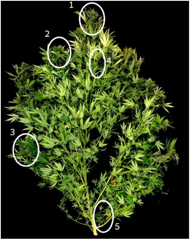 Inflorescences sampling locations 1–5 along the plant. Image of a control pant.
