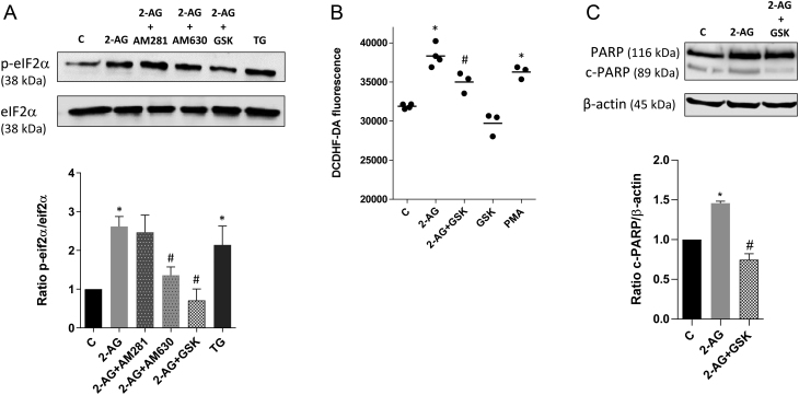 2-AG effects on eIF2α/ATF4/CHOP apoptotic pathway. BeWo cells were treated with 2-AG (10 μM) for 24 h. For the assessment of PERK/eIF2α/ATF4/CHOP apoptotic pathway activation, cells were incubated with the selective PERK inhibitor GSK 2656157 (1 µM). For the evaluation of the dependency on cannabinoid signalling, cells were pre-incubated with the CB1 and CB2 antagonists AM281 and AM630, respectively. (A) Through Western blotting analysis, it was observed an increased phosphorylation of eIF2α, mediated by CB2. The selective PERK inhibitor, GSK 2656157, prevented eIF2α activation. Thapsigargin (TG) was used as a stress inducer. Representative Western blotting, densitometry analysis and relative ratios of phosphorylated eIF2α to total eIF2α are shown. (B) 2-AG induced ER-stress leads to accumulation of ROS. Pretreatment with GSK attenuates ROS generation. Phorbol 12-myristate 13-acetate (PMA) was used as a positive control. (C) Cleaved PARP was determined by Western blotting analysis. Effects of 2-AG treatment were significantly attenuated by pretreatment with GSK. Ratios of cleaved PARP/β-actin are shown. Data are presented as mean ± s.e.m. Significant differences between control and treated cells are denoted by *P < 0.05 vs control and #P < 0.05 vs 2-AG.
