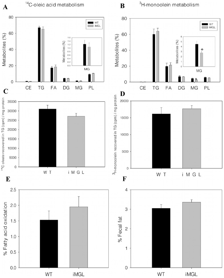 Metabolic fates of dietary fatty acid and monoacylglycerol in iMGL mice small intestine.Metabolism studies were conducted in vivo by administration of radiolabeled lipids into mouse duodenum, and metabolites were assayed as described in Methods. Metabolic fates of (A) dietary 14C-oleic acid and (B) dietary 3H-monoolein in iMGL mice small intestine. Data are presented as the % of each metabolite relative to total metabolites. Inset shows an enlarged scale for MG (WT; n = 10 (FA) or 5 (MG), iMGL; n = 16 (FA) or 9 (MG). (C) 14C oleate incorporation into TG (cpm/mg protein) (WT; n = 10, iMGL; n = 16). (D) 3H monoolein incorporation into TG (cpm/mg protein) (WT; n = 5, iMGL; n = 9). (E) Percent fatty acid (14C oleate) oxidation in iMGL mice small intestine (WT; n = 10, iMGL; n = 18). (F) Fecal fat analysis. Fecal fat content is presented as the % of stool weight (WT; n = 6, iMGL; n = 5). Data represent mean ± S.E. * p<0.05 versus wild type littermates.