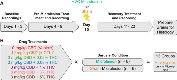 Study design. (A) Adult male subjects were recorded for 3 baseline days without other manipulation. Once daily treatments began on day 4. HVC (used as a proper name) microlesion or sham procedures were performed on day 10. Daily treatments and recordings continued to day 20. After day 20 recordings, animals were euthanized and brains prepared for histology. (B) Vehicle (2:1:17, ETOH:Alkamuls:PBS) and 10 mg/kg CBD + 0.02% THC positive controls were used along with 3 mg/kg CBD treatment groups with 0.02%, 0.08%, 1%, 3%, and 5% THC. Groups of n=6 animals each were used×13 groups for 78 animals total. PBS, phosphate-buffered saline.