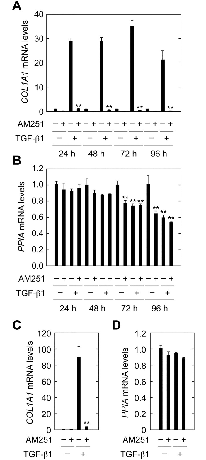 AM251 suppresses COL1A1 expression pre-induced by TGF-β1.(A and B) RPTEC cells were cultured in REGM medium containing 2 ng/ml TGF-β1 and/or 10 μM AM251, as indicated, for 24, 48, 72, or 96 h. Total RNA was prepared and subjected to real-time RT-PCR to measure COL1A1 and PPIA mRNAs. Values are means ± SD of the ratio of COL1A1 to PPIA mRNA levels, expressed relative to the ratio in the control (no treatment) (A) or PPIA mRNA levels relative to the control (no treatment) (B), from three independent experiments. Statistically significant differences from the control (A, without AM251; B, no treatment) are indicated (** P < 0.01, Student’s t-test). (C and D) RPTEC cells were incubated with 2 ng/ml TGF-β1 for 96 h in REGM medium containing REGM Single Quots and incubated with 2 ng/ml TGF-β1 and/or 10 μM AM251, as indicated, for the following 24 h in REGM medium. Total RNA was prepared and subjected to real-time RT-PCR to measure COL1A1 and PPIA. Relative mRNA levels of COL1A1 (C) and PPIA (D) were determined as described for (A) and (B), respectively.