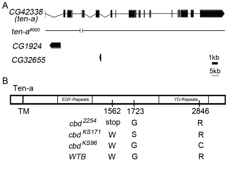 Schematic drawing of genomic region containing ten-a.(A) Schematic drawing of CG42338 (ten-a), CG1924, CG32655, and ten-a deficiency line ten-a#900. (B) Schematic drawing of mutant site of Ten-a. In cbd 2254, Tryptophan at 1562 is changed to a premature stop codon. In cbd KS171, Glycine at 1723 is changed to Serine. In cbd KS96, Arginine at 2846 is changed to Cysteine.