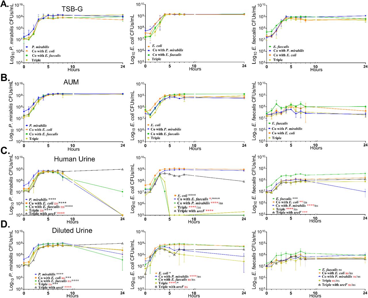 Polymicrobial growth curves suggest a urease-mediated decrease in cell viability, which is not due to competition. P. mirabilis, E. coli, E. faecalis, and a P. mirabilis urease mutant (ΔureF) were cultured in single, double, and triple species combinations in (A) TSB-G, (B) artificial urine medium (AUM), (C) human urine, and (D) human urine diluted with 0.9% saline to a specific gravity of 1.004. Individual species growth was assessed by differential plating hourly from 0-8h and at 24 hours to determine CFU/mL. Data shows the mean ± standard deviation for at least 2 independent experiments with 3 replicates each. Statistical comparisons were made to the ureF-triple group (black, asterisk) or to single species (red, asterisk) by one-way ANOVA, using a multiple comparison test; *, P<0.05; **, <0.01; ***, P<0.001; ****, P<0.000