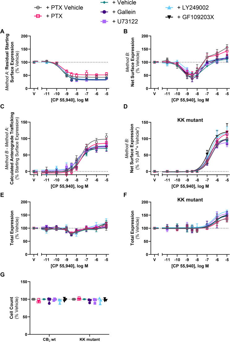 CB2 wt and KK mutant trafficking in response to CP 55,940 in the presence of various signalling inhibitors. HEK cells stably expressing CB2 wt (A, B, C, E) or KK mutant (D, F) were treated with a CP 55,940 dilution series for 3 h, in the absence or presence of various signalling inhibitors, and were labelled to measure (A) residual starting surface expression (Method A), (B, D) net surface expression (Method B), or (E, F) total receptor expression. (C) Calculated CB2wt anterograde trafficking (Method B – Method A). (G) Average cell count from panels E and F. Data are presented as mean ± SEM from three independent experiments (except inhibitor vehicle in A-D, n=6)