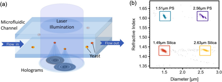 (a) A schematic of holographic video microscopy: as cells flow through a microfluidic chip, they are illuminated by a laser beam. Light scattered by the particles interferes with the incident light, forming holograms which are recorded on a camera. (b) A scatter plot of size on the horizontal axis and refractive index on vertical axis for 4 species of particles: 1.51μm diameter polystyrene spheres (in cyan), 2.56μm diameter polystyrene spheres (in violet), 1.49μm diameter silica spheres (in orange), 2.63μm diameter silica spheres (in yellow). Each point on the plot represents a single particle detected with THC during measurement. The colored boxed are user-defined regions of interest. Particles outside of the 4 user-defined boxes are colored gray.