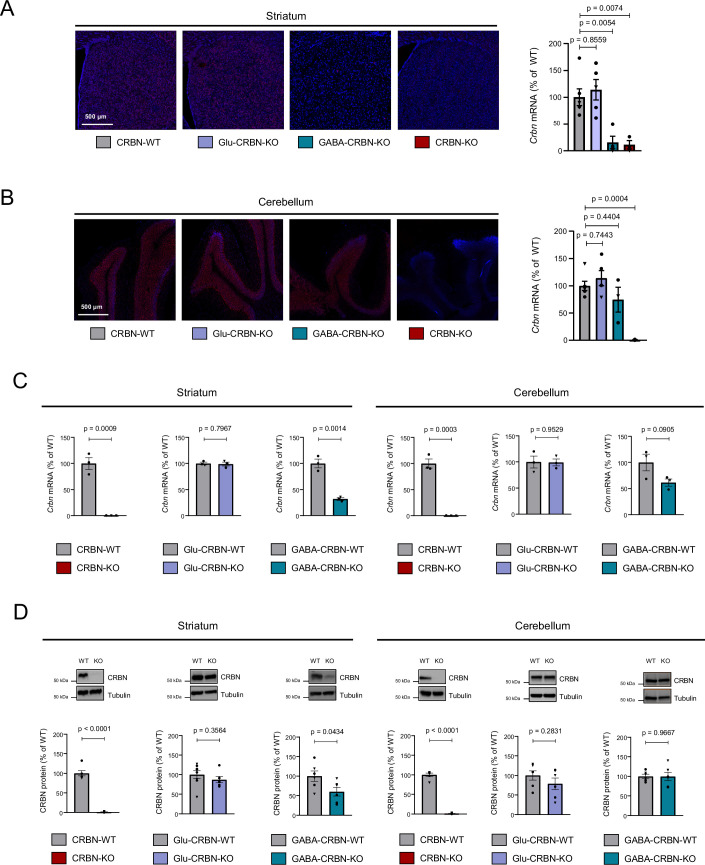 Additional characterization of the conditional CRBN knockout mouse lines.(A) Representative images and fluorescent signal quantification of RNAscope in situ hybridization labelling in the striatum of CRBN-WT (n = 6), Glu-CRBN-KO (n = 5), GABA-CRBN-KO (n = 4) and CRBN-KO (n = 3) mice (mean ± SEM). Circles, male mice; triangles, female mice. p values were obtained by one-way ANOVA with Dunnett’s post hoc test. (B) Representative images and fluorescent signal quantification of RNAscope in situ hybridization labelling in the cerebellum of CRBN-WT (n = 6), Glu-CRBN-KO (n = 5), GABA-CRBN-KO (n = 3) and CRBN-KO (n = 3) mice (mean ± SEM). Circles, male mice; triangles, female mice. p values were obtained by one-way ANOVA with Dunnett’s post hoc test. (C) Crbn mRNA levels (% of WT mice) as assessed by q-PCR in the striatum or cerebellum of CRBN-WT, CRBN-KO, Glu-CRBN-WT, Glu-CRBN-KO, GABA-CRBN-WT and GABA-CRBN-KO mice (n = 3 animals per group; mean ± SEM). Circles, male mice; triangles, female mice. p values were obtained by unpaired two-tailed Student’s t test. (D) CRBN protein levels (% of WT mice) as assessed by western blotting in the striatum or cerebellum of CRBN-WT, CRBN-KO, Glu-CRBN-WT, Glu-CRBN-KO, GABA-CRBN-WT and GABA-CRBN-KO mice (n = 6–8 animals per group; mean ± SEM). Circles, male mice; triangles, female mice. p values were obtained by unpaired two-tailed Student’s t test. Source data are available online for this figure.
