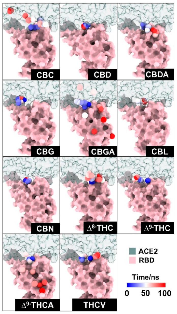 Dynamics of 11 cannabis compounds in the WT RBD (pink) and ACE2 (green) complex. The center of mass of each compound is presented as a dot, and the color of the dot represents the simulation time, ranging from 0 (the docking position) to 100 ns (blue to red).
