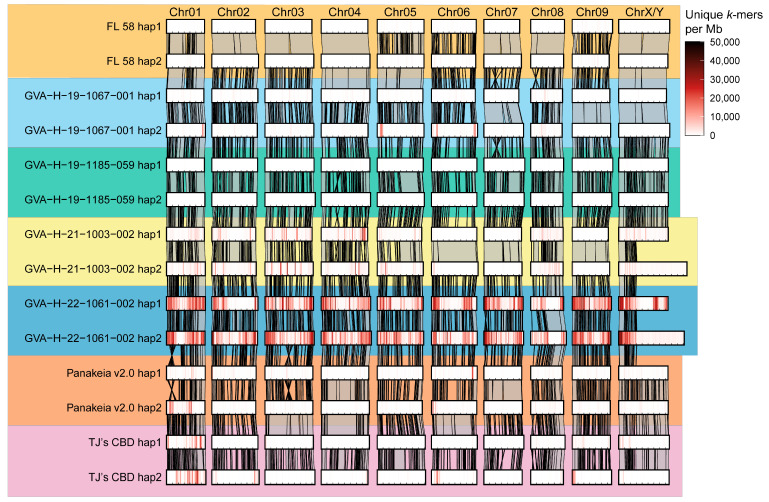 Alignment of seven phased chromosome-level genome assemblies of C. sativa. Each sequenced genotype is represented by 20 chromosomes phased into two haploid assemblies. Shading within each rectangle indicates the count of unique 31-mers aligned in 1 Mb bins across each assembled chromosome. Gray polygons with black borders connecting homologous chromosomes show pairwise alignments greater than 400 kb. For the two XY assemblies, GVA-H-21-1003-002 and GVA-H-22-1061-002, the Y chromosome is included in haplotype 2.