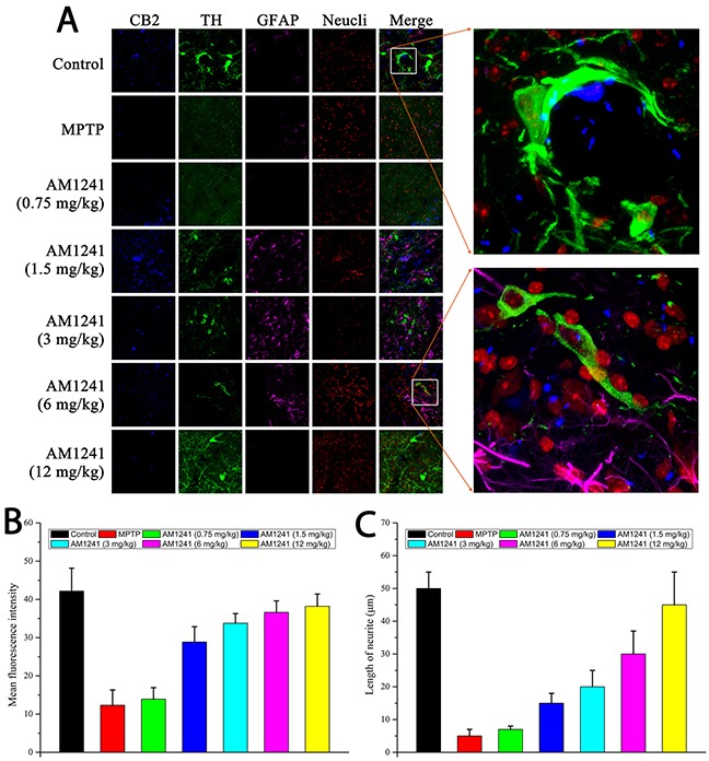 Immuno staining for neurogenesis in substantia nigra of MPTP-induced PD mice(A) TH-positive cells represent for DA neurons, GFAP-positive cells represent for astrocytes. The enlarge graphs show the clear axons of DA neurons and the co-localizations of CB2 receptor and TH-positive cells. (B) Histogram of quantification of TH positive cells by mean fluorescence intensity. (C) Histogram of quantification of length of neurite.