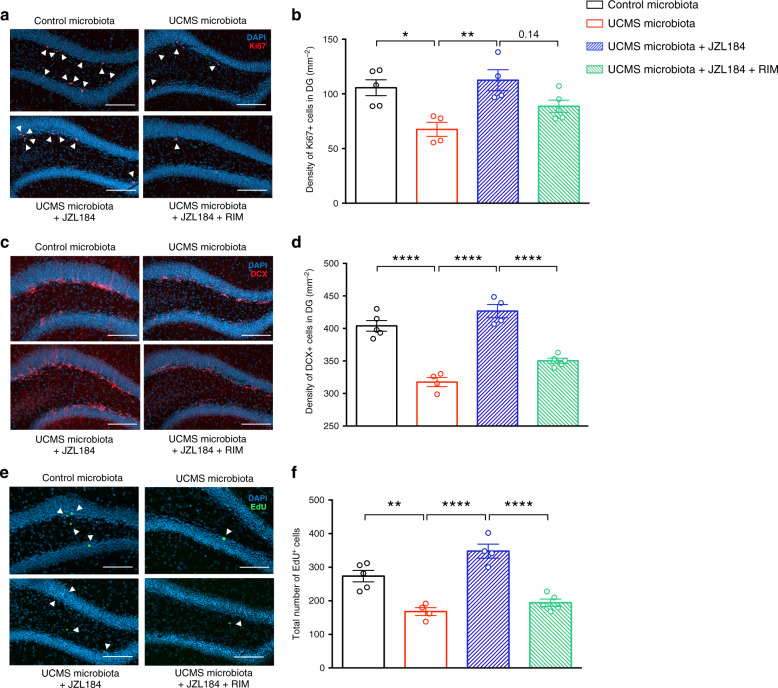 Restoration of the eCB pathway normalizes hippocampal neurogenesis.a Representative images of Ki67 staining (red) in the DG of the hippocampus, counterstained with DAPI (blue). b Quantitative evaluation of the density of Ki67+ cells for Control microbiota-recipient mice (n = 5), UCMS microbiota-recipient mice (n = 4), UCMS microbiota-recipient mice treated with JZL184 (n = 4), and UCMS microbiota-recipient mice treated with JZL184 and rimonabant (n = 5). (Control microbiota- vs UCMS microbiota-recipient mice, P = 0.0111; UCMS microbiota-recipient mice vs UCMS microbiota-recipient mice + JZL184, P = 0.0048; UCMS microbiota-recipient mice + JZL184 vs UCMS microbiota-recipient mice + JZL184 + RIM, P = 0.1402). c Representative images of DCX staining (red) in the DG of the hippocampus, counterstained with DAPI (blue). d Quantitative evaluation of the density of DCX+ cells for Control microbiota-recipient mice (n = 5), UCMS microbiota-recipient mice (n = 4), UCMS microbiota-recipient mice treated with JZL184 (n = 4), and UCMS microbiota-recipient mice treated with JZL184 and rimonabant (n = 5). (Control microbiota- vs UCMS microbiota-recipient mice, P < 0.0001; UCMS microbiota-recipient mice vs UCMS microbiota-recipient mice + JZL184, P < 0.0001; UCMS microbiota-recipient mice + JZL184 vs UCMS microbiota-recipient mice + JZL184 + RIM, P < 0.0001). e Representative images of EdU staining (green) in the DG of the hippocampus, counterstained with DAPI (blue). f Quantitative evaluation of total number of EdU+ cells for Control microbiota-recipient mice (n = 5), UCMS microbiota-recipient mice (n = 4), UCMS microbiota-recipient mice treated with JZL184 (n = 4), and UCMS microbiota-recipient mice treated with JZL184 and rimonabant (n = 5). (Control microbiota- vs UCMS microbiota-recipient mice, P = 0.0014; UCMS microbiota-recipient mice vs UCMS microbiota-recipient mice + JZL184, P < 0.0001; UCMS microbiota-recipient mice + JZL184 vs UCMS microbiota-recipient mice + JZL184 + RIM, P < 0.0001). Scale bars: 100 µm. Data are represented as mean ± s.e.m. Statistical significance was calculated using one-way ANOVA with Tukey’s multiple comparisons test (*P < 0.05, **P < 0.01, ****P < 0.0001). Source data are provided as a Source data file.