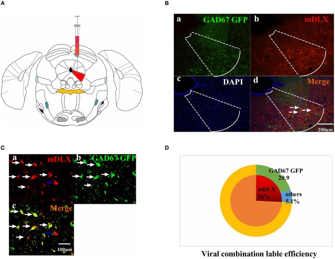 The viruses combination cocktail label efficiency. (A) Pattern map of the viruses injection area. The red color region is the vlPAG. (B) The viruses combination cocktail was injected into the right side of the vlPAG of GAD67 GFP mice. (a) GAD67 GFP cells in the vlPAG (green). (b) Viruses-labeled cells (red). (c) DAPI nuclear staining (blue). (d) Colocalization fluorescence (pink), arrows show typical fluorescent, colocalized cells. Scale bar, 200 μm. (C) High magnification images, scale bar, 100 μm. White arrows indicate cells that are co-labeled, and blue arrows indicate cells that are mDLX-labeled but not labeled with GAD67 GFP. (D) Summary data show the percentage of colocalized cells in the area of total viruses-labeled cells. Red sector, viruses-labeled cells; green sector, GAD67 GFP cells; blue sector, viruses-labeled other cells. Data are expressed as the means ± SEM (n = 3 mice in each group).