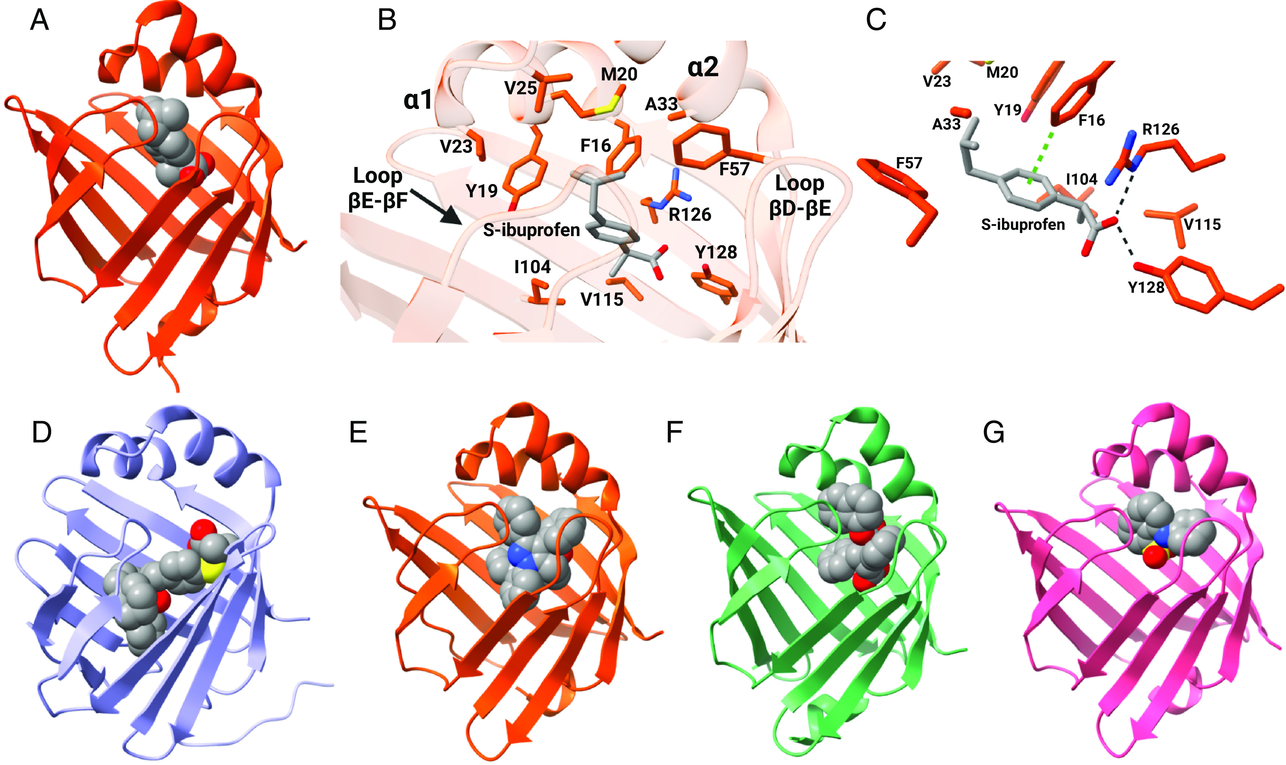Binding characteristics of xenobiotic ligands of FABPs. (A) Crystal structure of hFABP4 complexed with (S)-ibuprofen (PDB 3P6H). (B) Amino acid side chains that line the binding pocket of (S)-ibuprofen in FABP4. (C) (S)-ibuprofen is stabilized in the binding pocket via ionic interactions between its carboxylate group and R126 and Y128 and edge-to-face aromatic interactions with residue F16 in FABP4. Structures for (D) hFABP1 in complex with PPARα agonist GW7647 (PDB 6DRG), (E) hFABP4 complexed with the inhibitor BMS309403 (PDB 2NNQ), (F) hFABP5 complexed with the antinociceptive SBFI-26 (PDB 5URA), and (G) hFABP3 complexed with ANS (PDB 3WBG). (Structures generated from PDB using ChimeraX; figure created with BioRender.com.)