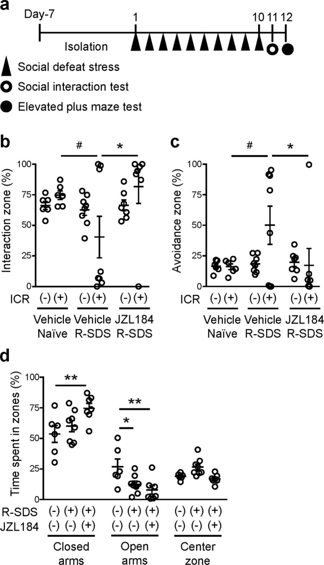 JZL184, an inhibitor for MAGL, suppresses social defeat stress-induced social avoidance. (a) Schedule of experiments. After social isolation for 1 week, a male wild-type mouse was subjected to SDS through an encounter with an ICR aggressor mouse for 10 min daily for 10 consecutive days (Day 1 through Day 10). JZL184 or vehicle was administered at 6 h before each SDS exposure. The social interaction test and the elevated anxiety test were performed after repeated SDS to analyze repeated SDS-induced social avoidance and elevated anxiety, respectively. (b,c) The effect of JZL184 on repeated SDS-induced social avoidance. The durations in the interaction (b) or avoidance (c) zone without or with an ICR mouse during the social interaction test were measured for wild-type mice without SDS (naïve) or with repeated SDS (R-SDS) which received i.p. injection of either vehicle or JZL184. (d) The effect of JZL184 on repeated SDS-induced elevated anxiety. The proportions of the time spent in the closed arms, open arms and center zone in the elevated plus maze test were measured for the same mice analyzed for the social interaction test. #P < 0.1, *P < 0.05, **P < 0.01 for Bonferroni’s multiple comparison test. Data are shown as means ± SEM.