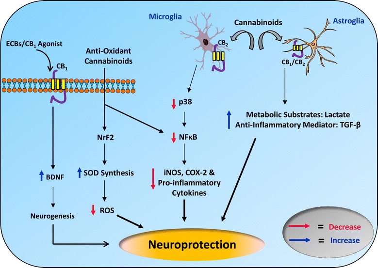 Probable mechanisms to describe the neuroprotective (independent of the CB1 receptor) action of cannabinoids in PD. Abbreviations: CB1, cannabinoid receptor 1; CB2, cannabinoid receptor 2; BDNF, Brain derived neurotrophic factor; ECBs, Endocannabinoids; ROS, reactive oxygen species; SOD, superoxide dismutase; NrF2, nuclear factor erythroid 2-related factor 2; NFκB, nuclear factor kappa-B; p38, p38 mitogen-activated protein kinases; iNOS, inducible nitric oxide synthase; COX-2, cyclooxygenase-2; TGF-β, transforming growth factor beta.