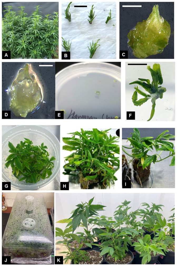Micropropagation of Cannabis sativa L. Stock plants grown under indoor conditions (A) were used to obtain shoot tips (B) and excise the shoot apical meristem, comprising two leaf primordia (C) and the meristematic dome (D). Growth (E) and leaf production (F) from shoot apical meristem resulted in shoot proliferation (G,H). Rooting of shoots with 1–2 nodes (I) to produce fully developed plants. Fully developed plants are transferred to sterile potting mix and maintained under conditions of high humidity (J). Fully acclimated plants growing under ambient conditions (K). Scale bars: (B) = 10 mm, (C) = 1 mm, (D) = 0.2 mm, (F) = 5 mm.