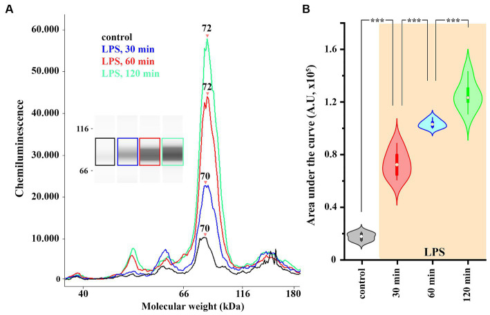 The expression of COX-2 is increased in spinal astrocyte-microglia co-culture (A,B). A representative image of a capillary Western blot (WES) analysis of COX-2 expression in control and LPS-treated astrocyte-microglia co-cultures (A,B). n = 9 cultures. Box plot properties: center: median; edges: 25th–75th percentiles; whiskers: extrema; outliers plotted individually. Statistical comparison: two-way Anova with Bonferroni correction.