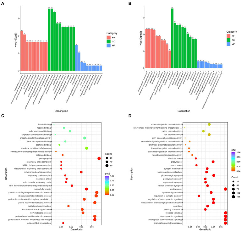 Bar charts and dot plots of the main GO term enrichment analysis (n = 4 per group). Bar chart of the comparison showing the 30 most significant terms between the (A) SMPS and VPA groups and (B) SMPS and C groups (BP, biological process; CC, cell component; and MF, molecular function); and dot plot of the comparison between the (C) SMPS and VPA groups and (D) SMPS and C groups, with every dot representing one pathway. The size and color of each circle represented the gene number in this pathway and p-value, respectively.