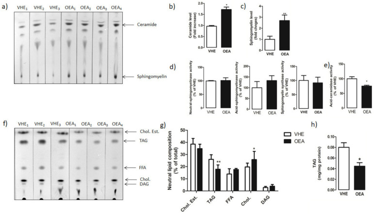 Hepatic sphingolipid and neutral lipid analysis. Total lipids from VEH and OEA groups were extracted and separated by TLC. (a) Representative TLC separation of sphingolipids. (b,c) Quantification of ceramide and sphingomyelin by densitometry analysis. Ceramide and sphingomyelin level is reported as fold change of OEA versus VHE. (d) Neutral and acid sphingomyelinase and sphingomyelin synthase activities reported as percentages of values measured in VEH. (e) Ceramidase activity assayed in liver homogenates. (f) Representative TLC separation of neutral lipids. (g) Neutral lipids are represented as percentage of the total. (h) Triacylglycerol (TAG) amount was spectrophotometrically quantified with a specific enzymatic assay. In the figure, the mean ± SEM of values obtained from three different analyses is reported. ** p < 0.005; * p < 0.05. Abbreviations: Chol. Est. = cholesterol ester; TAG = triacylglycerols: FFA = free fatty acids; DAG = diacylglycerols.