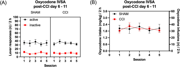Neuropathic pain does not affect oxycodone self-administration in rats. The figures show oxycodone self-administration in sham control rats and CCI rats. The rats self-administered oxycodone for 5 days after the sham or CCI surgery and active and inactive lever presses (A) and oxycodone intake (B) are shown. Sham, N = 11; CCI N = 10. Data are expressed as mean ± SEM.