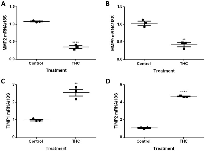 THC alters the mRNA expression of degradative enzymes and their inhibitors. HTR8/SVneo cells were treated for 48 h with 20 µM THC as described in the methods. Summary histograms of relative MMP2 (A), MMP9 (B), TIMP1 (C), and TIMP2 (D) transcript expression in each treatment group normalized to 18S, then compared to the gene in the vehicle control. Each data point represents the mean ± SEM of 3 biological replicates. Significant differences were determined by Student’s t-test. **** P < 0.0001 (A,D); ** P < 0.01 (B,C).