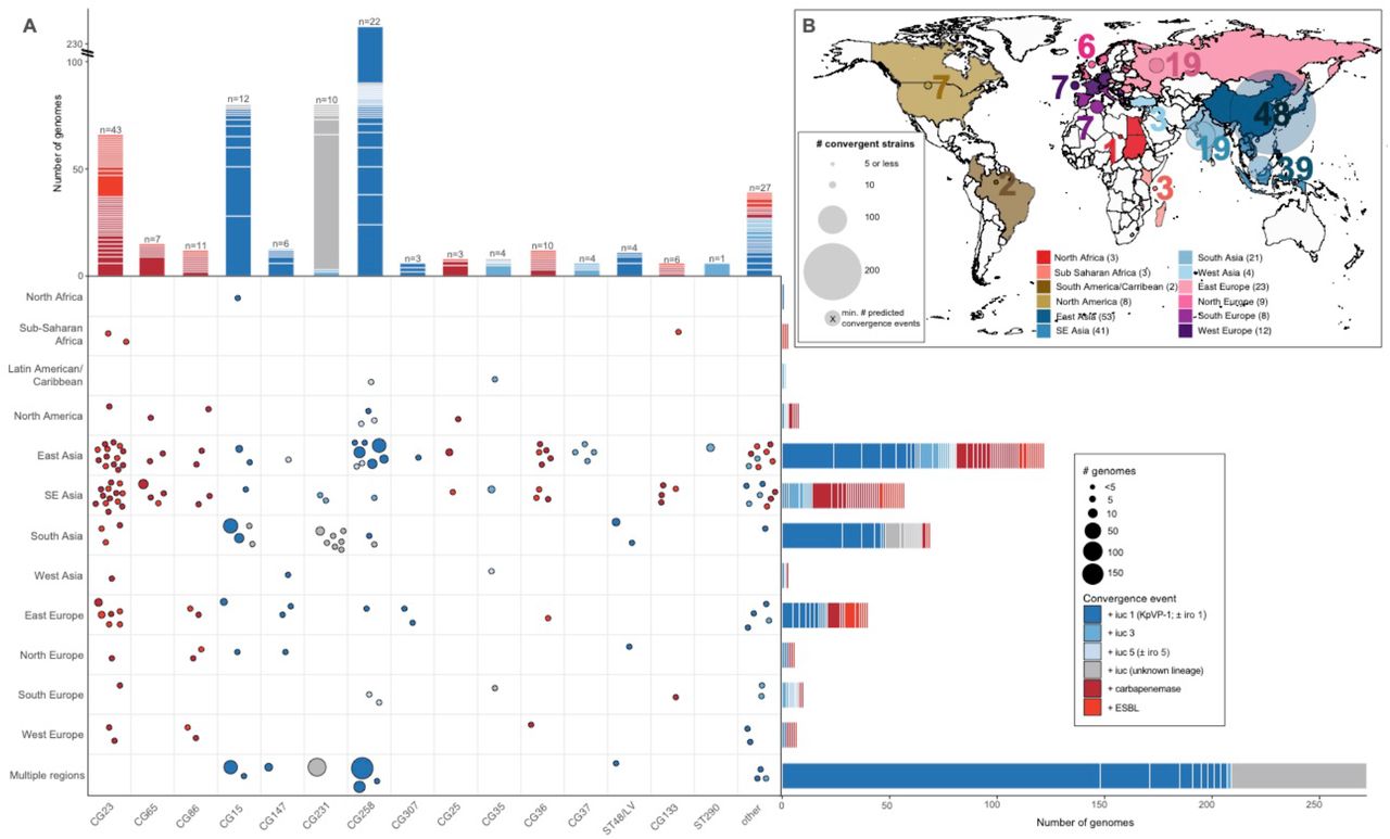 Convergence of AMR and virulence determinants in the K. pneumoniae population, identified by Kleborate analysis of public genomes.(A) Geographical and lineage distribution of convergence events. Each circle represents a unique convergence event (i.e. a monophyletic clade harbouring both ESBL/carbapenemase genes and iuc; see interactive tree at https://microreact.org/project/JDyan46yctyDh6weEUjWN, summary of events in Table S8, assignment of genomes to events in Table S2). Circles are scaled by the number of total genomes linked to the event and colored to indicate whether convergence is inferred to have occurred via acquisition of AMR gene/s (ESBL or carbapenemase/s) by a hypervirulent lineage or via acquisition of an iuc-encoding plasmid by an AMR lineage, as per inset legend. Marginal barplots show the number of convergence events (color blocks) and genomes (block heights) associated with each lineage (top) or geographical region (right). Lineages were defined on the basis of multi-locus sequence types (STs), number of convergence events estimated for each is labelled at the top of each bar. (B) Distribution of convergent genomes by location. Countries from which convergent genomes were detected are colored on the map; circles represent the number of convergent genomes detected in each UN-defined geographical region (indicated by color, as per inset legend), scaled and labelled with the minimum estimated number of unique convergence events specific to each region (excluding inter-regional convergence events). The total number of convergence events affecting each region, including region-specific and inter-regional convergence events, are given in brackets in the inset legend.