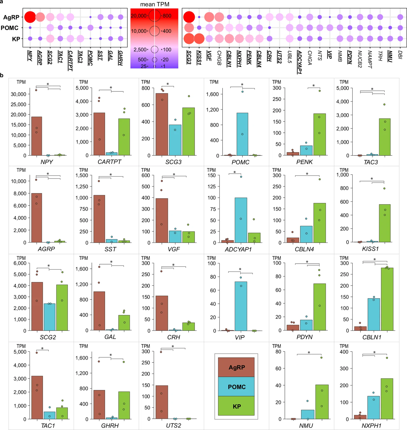 Neuropeptide co-expression in human AgRP-, POMC-, and KP neuronal phenotypes.a Dot plots showing the expression of 32 neuropeptide and granin transcripts curated from the Neuropeptide Database (www.neuropeptides.nl), each with a mean expression level ≥40 TPM in at least one of the AgRP (n = 3), POMC (n = 2), or KP (n = 3) neuronal transcriptomes. n denotes the number of human subjects. Dot size and color are scaled according to transcript abundance. Bold and underlined symbols indicate statistically significant differences between any two cell types (P.adj. <0.05, DESeq2, two-sided Wald test with Benjamini–Hochberg FDR correction). b Bar charts showing 23 neuropeptide genes differentially expressed in pairwise comparisons. (*P.adj. <0.05 by DESeq2, two-sided Wald test with Benjamini–Hochberg FDR correction). See Supplementary Data 7 for detailed expression values and statistical results, including the exact P.adj. values, for each neuropeptide.
