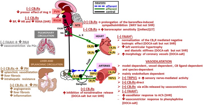 Involvement of the ECS in experimental arterial (red colours), pulmonary (grey colours) and portal (brown colours) hypertension. Activation (+) or blockade (−) of CB1, CB2 or TRPV1 receptors or of eCB degradation by FAAH have beneficial effects, dependent on the site and the type of hypertension. , increase; , decrease; CB, cannabinoid; CVLM, caudal ventrolateral medulla; DOCA, 11‐deoxycorticosterone acetate; FAAH1, 2 weeks of FAAH inhibition by URB597 1 mg·kg−1 twice daily; n. X, vagal nerve; NA, nucleus ambiguus; PoSN, postganglionic sympathetic nerve.