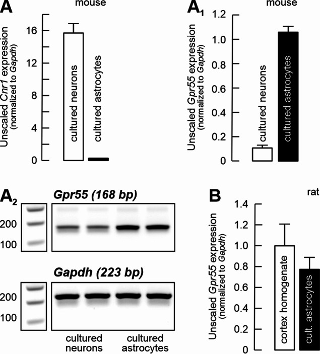 Gpr55 mRNA is predominantly astrocytic. Bar graphs summarizing Cnr1 (A) and Gpr55 (A1) mRNA levels, normalized to the housekeeper Gapdh, in mouse cortical neuronal and astrocytic cultures. A2) Representative gels illustrating relative transcript abundance. Importantly, expression differences were quantified from cycle threshold values during the exponential phase of amplification, not from the final gel bands after 40 cycles. For further details, see Supplementary Fig. 1. B) Gpr55 mRNA levels, normalized to Gapdh, are comparable between cortical homogenates of 2 month-old rats and rat astrocytic cultures, indicating that in rats as well, Gpr55 expression is predominantly astrocytic