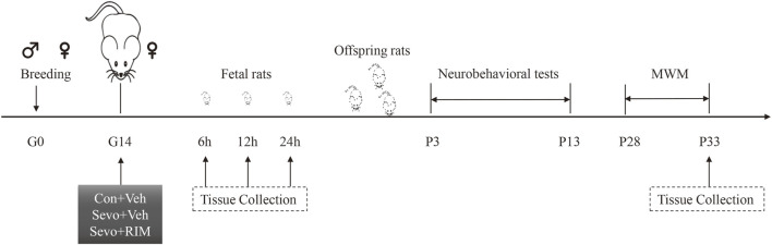 Schematic timeline of this research. Pregnant rats received 2-h exposure of 3.5% sevoflurane or air in the day 0 of gestation (G0). Thirty min prior to sevoflurane or air exposure, rats were subjected to intraperitoneal injection with Rimonabant (RIM, 1 mg/kg) or vehicle (Veh). Brain tissues were harvested from fetal rats at 6, 12, or 24 h subsequent to sevoflurane exposure. The offspring rats in each group were employed for neurobehavioral tests and Morris water maze (MWM) tests during P3–33. Next, the hippocampus was harvested 1 h after MWM test.
