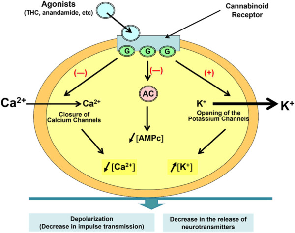 Intracellular reactions that occur when agonists interact with CB1 and CB2 receptors.