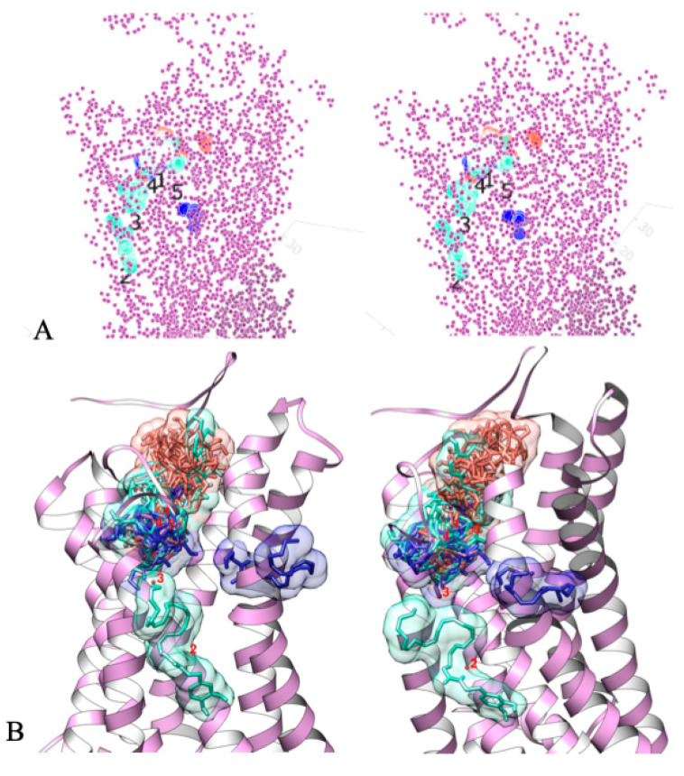 Alternative binding sites of anandamide (AA-EA, blue), lysophosphatydyl inositol (LPI, red), and N-docosahexaenoyl dopamine (DHA-DA, cyan) on GPR55 (shown in purple). Molecular docking results (AutoDock Vina); (A) docking result centers and GPR55 atom coordinates, (B) some docked ligands on GPR55 ribbon model (same coloring) and cluster numbering.