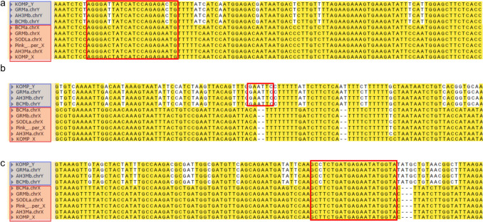 CsPDS5 sequence from different cultivars of C. sativa. Alignment of three non-consecutives regions of CsPDS5. The red frame denotes the forward primer binding site (a), the EcoRI restriction site (b) and the reverse primer binding site (c). ChrX and chrY sequences from C. sativa cultivars ‘GoldenRedwood’ (GRM), ‘Ace High 3–2’ (AH3M), ‘BooneCounty’ (BCM), ‘SourDiesel’ (SODL) and ‘Kompolti’ (KOMP) cultivars, along with the X chromosome version of ‘Pink Pepper’ as reference genome cultivar. Bases conserved in the majority of sequences have a yellow background. SNPs in the primer binding sites were incorporated as degenerate bases in the primer sequences (Table 2)