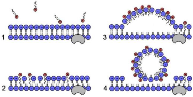 The antimicrobial mechanism diagram of QACs: where the phospholipid membranes are depicted in blue and the QACs are shown in red. (1) Adherence to the bacteria’s surface through electrostatic forces; (2) Penetration of the cell membrane and attachment to it; (3) Reaction with cytoplasmic membrane to cause disorder; and (4) Membrane damage [108].