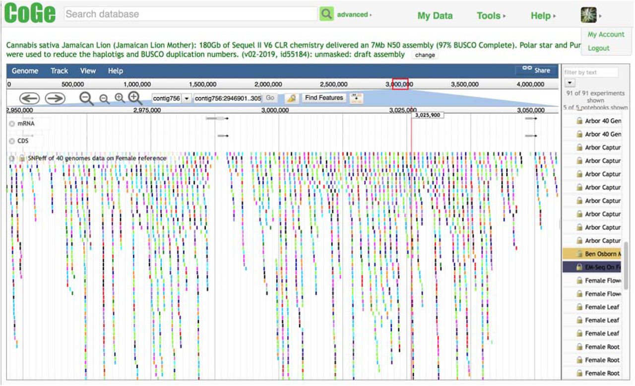 CoGe Genome Browser of 3 of the 8 of the directionally orientated CBCAS genes. These genes are all separated by Copia/LTR sequences. Lower variation in the coding regions can be seen. These references are all available in CoGe at https://genomevo1ution.org/coge/Genomelnfo.pl?gid=55184