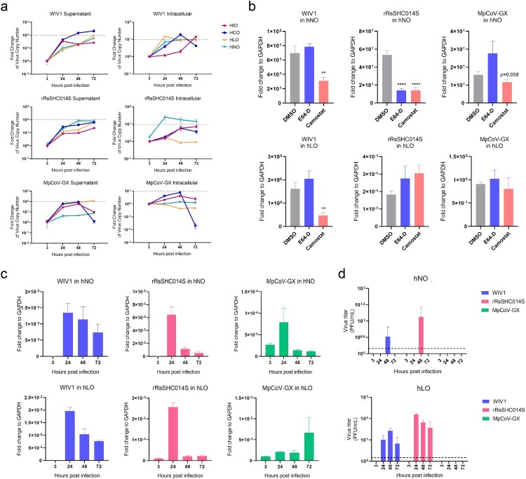 Tissue Tropism and Invasion Mechanism Preferences of animal-borne coronaviruses. (a) Replication levels of three animal-borne coronaviruses in hNOs, hLOs, hIOs and hCOs (MOI = 0.1, n = 3). Dashed line in supernatant plot: effective release, virus amplification more than 100-fold; dashed line in intracellular plot: effective replication, virus amplification more than 10-fold. (b) Impact of protease inhibitors on three animal-borne coronaviruses in hNOs and hLOs (MOI = 1, n = 3). (c) SgRNA levels of three animal-borne coronaviruses in hNO and hLO cells (MOI = 0.1, n = 3). (d) Virus titres of three animal-borne coronaviruses in hNO and hLO culture supernatants (MOI = 0.1, n = 3). Dashed line: the lowest limit of detection threshold. Data are the mean ± SEM. Statistical significance is analysed by Student’s t-test (**p < 0.01; ****p < 0.0001).