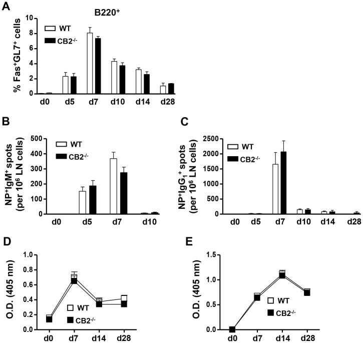 Upon s.c. NP-CGG immunization CB2−/− mice elicit normal GC B cell and antigen-specific IgM and IgG1 responses.WT (open bars) and CB2−/− (closed bars) mice were s.c. immunized with 30 µg alum-precipitated NP-CGG. (A–C) On day 0 or days 5, 7, 10, 14, and 28 post-immunization, the draining LN were collected and GC B cells were analyzed by flow cytometry (A) and NP-specific IgM and IgG1 secreting plasma cells were determined by ELISPOT (B, C, respectively). (A) The percentage of Fas+GL7+ GC B cells within the B220+ population is shown. (B, C) Frequencies of NP-specific IgM+ (B) and IgG1 + spots (C) per 106 LN cells are shown. (D, E) NP-specific IgM and IgG1 titers were measured from two-fold serially diluted serum (1/200 to 1/1600 for IgM and 1/10000 to 1/80000 for IgG1) from NP-CGG-immunized WT and CB2−/− mice on days 0, 7, 14, and 28 by ELISA. The O.D. values for NP-specific IgM at the 1/800 dilution (E) and NP-specific IgG1 at the 1/40000 dilution (F) are shown. Data shown are the mean ± SEM from two independent experiments each with 3 mice per group (n = 6).