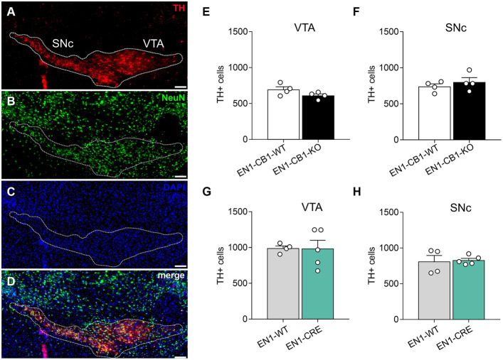 Quantifications of mesDA neurons of EN1-CB1-KO and EN1-CRE mouse lines. (A–D) Representative coronal section of the VTA and SNc of a 42-weeks-old wild-type mouse analyzed by immunohistochemistry. DA neurons were stained for TH (A), the total number of neurons by NeuN (B), cell nuclei by DAPI (C), and a merge of TH, NeuN and DAPI is shown (D). The white contour shows the borders of VTA and SNc. (E–H) Stereological cell counts in the VTA and SNc of EN1-CB1-KO (E,F) and EN1-CRE mice (G,H) in comparison to their respective WT controls. Data represent means ± SEM for each group (n = 4–5). SNc, substantia nigra pars compacta; TH, tyrosine hydroxylase; VTA, ventral tegmental area. Scale bar: 100 μm.