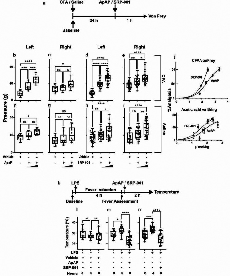 Both ApAP and SRP-001 induce analgesia in the von Frey hyperalgesia in vivo assay and are antipyretic.a, Timeline outlining the experimental design for the von Frey with electronic detection hyperalgesia/allodynia in vivo assay. For the CFA- or saline-injected rats, the left hind paw received either CFA or saline. The right paw served as the un-injected control for CFA-injected animals for each drug, ApAP or SRP-001. b-i, Two separate doses of ApAP and SRP-001—32 and 100 mg/kg body weight (mpk)—were tested using young male rats in von Frey. The threshold for paw withdrawal increased from 18 g to 40 g and subsequently to 55g in SRP-001-treated animals; it is more efficacious than ApAP at similar doses. (n=10) rats for ApAP, and (n=20) rats for SRP-001. Note: The left hind paw is treated with either CFA or saline, and the right hind paw is an internal control and is not injected. j, ED50 curves for SRP-001 are shifted to the left compared to ApAP in the hyperalgesia/allodynia (von Frey) and in a visceral pain model (acetic acid writing assay; see Supplementary Fig. 4 for detailed cohort data), demonstrating that SRP-001 has a more potent analgesic effect when compared to ApAP at equimolar doses. k, Timeline showing experimental design for antipyresis using LPS from Escherichia coli (100 μg/kg, 0111:B4). After assessment of significant fever induction, 4 h post-LPS injection, SRP-001 or ApAP is injected per os (at a dose of 32 mg/kg (mpk), and body temperature of mice is recorded 3 h post-drug administration. l, There are no significant changes in body temperature of mice injected with 0.9% saline (vehicle) throughout the course of the experiment (n=10 mice in vehicle). m-n, SRP-001 and ApAP have comparable antipyresis. After LPS injection, there is significant fever induction, followed by a subsequent reduction in core body temperature with the per os administration of either ApAP or SRP-001 (n=20) mice.