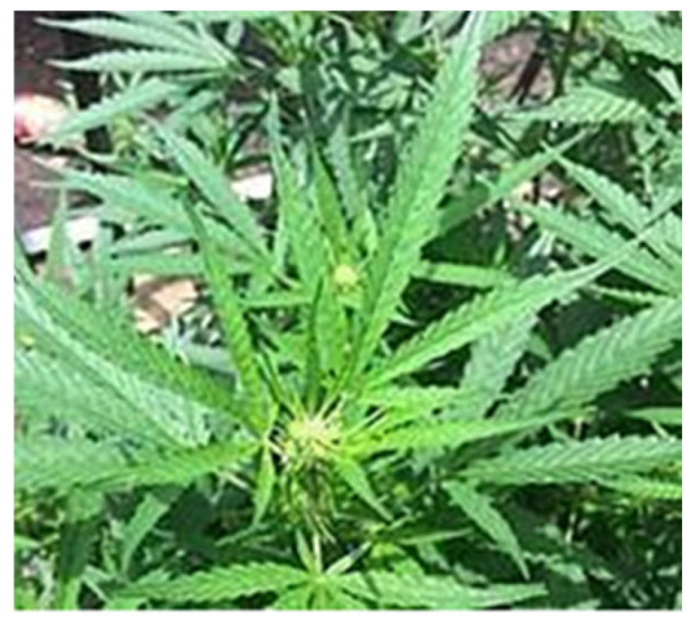 Cannabis sativa plant [15].