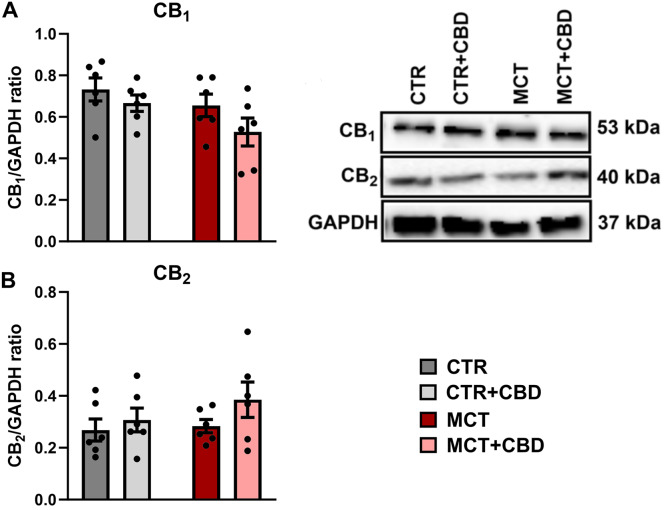 The influence of cannabidiol (CBD) on the protein levels of cannabinoid type 1 receptor (CB1) (A), cannabinoid type 2 receptor (CB2) (B) determined by Western blot in livers from control (CTR) and monocrotaline (MCT)- induced pulmonary hypertension rats. All data are presented as mean ± SEM, n = 6; a two-way ANOVA followed by Tukey’s post-hoc test
