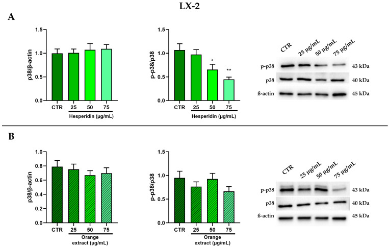 Effect of HE (A) and OE (B) on total and phosphorylated p38 MAPK protein expressions in LX-2 cells was measured by Western blot, and β-actin was used as a loading control. Representative Western blot bands are shown below. All data reported in each panel are expressed as the mean ± SEM from three independent experiments, where * p ≤ 0.033 and ** p ≤ 0.002 by the Kruskal–Wallis test corrected for multiple comparison by Dunn’s test.