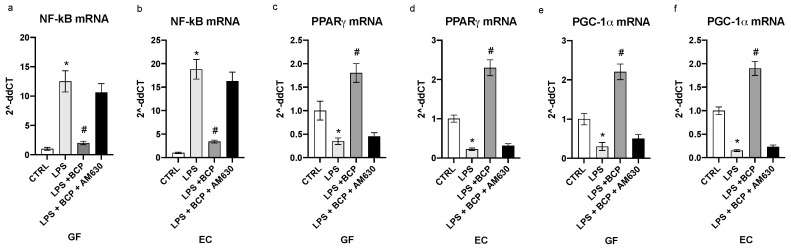 The graphs represent the qPCR results of NF-kB (a), PPARγ (c), PGC1α (e) mRNA expression from GF cells and NF-kB (b), PPARγ (d), PGC1α (f) mRNA expression from EC cells. Values are expressed as the means and SD. * p < 0.0001 vs. CTRL; # p < 0.0001 vs. LPS.
