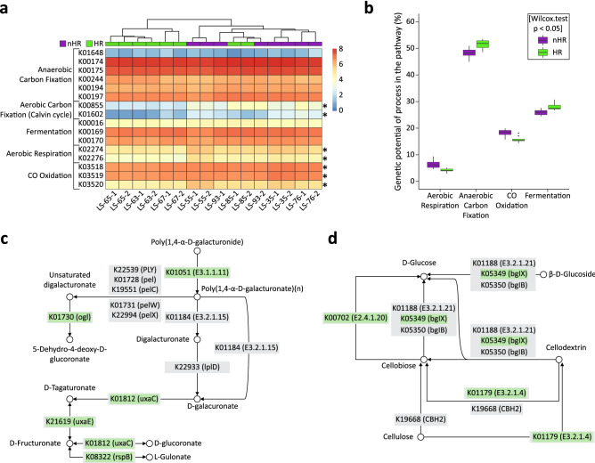 Carbon metabolism potential of the microbial communities in the ‘HR’ vs ‘nHR’ groups. (a) Heat map representing functional clustering of the selected KOs involved in different pathways of the carbon cycle26 (Supp Table 4) based on normalised relative abundances (log(TPM+1)) for all samples in the ‘HR’ (green) and ‘nHR’ (purple) groups. Differentially abundant KOs are marked with asterisks (Boruta, maxRuns = 9999, mean importance > 4). Hierarchical clustering (UPGMA) is based on the Bray–Curtis dissimilarity matrix for the selected KOs. (b) Box-and-whiskers plot of carbon metabolism potential calculated according to Lauro et al.26 based on relative abundances of the selected KOs in the ‘HR’ group (green) and ‘nHR’ group (purple): anaerobic carbon fixation—(K01648 + K00174 + K00175 + K00244 + K00194 + K00197)/6, aerobic carbon fixation—(K00855 + K01602)/2, fermentation—(K00016 + K00169 + K00170)/3, aerobic respiration—(K02274 + K02276)/2, CO oxidation—(K03518 + K03519 + K03520)/3. Significance of differences between group potentials tested with Wilcoxon test (p < 0.05). (c) Schematic of the inferred pectin hydrolysis pathway (fragment of KEGG 00040 Pentose and glucuronate interconversions pathway) based on the overrepresented KOs identified in two-sided Welch’s t test (p < 0.05). KOs overrepresented in the ‘HR’ group are shown in green boxes, KOs involved in the pathways, but not significantly overrepresented (p > 0.05) are shown in grey boxes. (d) Schematic of the inferred cellulose hydrolysis pathway (fragment of KEGG 00500 Starch and sucrose metabolism pathway) based on the overrepresented KOs identified in two-sided Welch’s t test (p < 0.05). KOs overexpressed in the ‘HR’ group are shown in green boxes. KOs involved in the pathways, but not significantly overrepresented (p > 0.05) are shown in grey boxes.