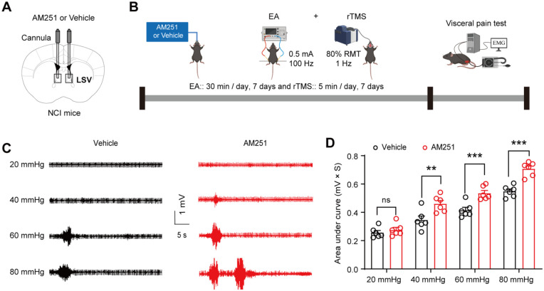 AM251 significantly blocked the analgesic effect of EA + rTMS in NCI mice. (a) Schematic diagram of AM251 delivery to LSV. (b) Flowchart of EA + rTMS Intervention Following AM251 Injection. (c) Representative EMG traces from vehicle and AM251 groups during CRD stimulation at 20, 40, 60, and 80 mmHg. (d) The AUC of the EMG for vehicle and AM251 groups during CRD stimulation at 20, 40, 60, and 80 mmHg (**p < 0.01, ***p < 0.001, two-way ANOVA followed by Bonferroni’s multiple comparison test, n = 6 per group).
