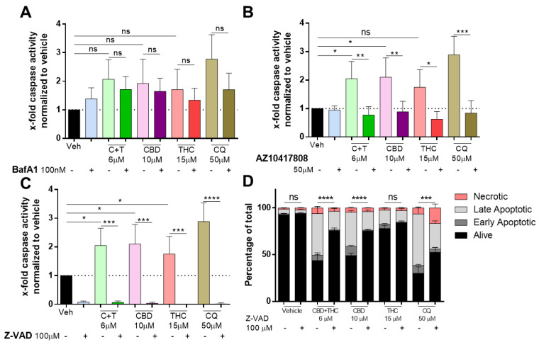 Cannabinoids mediate their apoptotic effect in a caspase-dependent way. A2058 cells were pre-treated with (A) 100 nM of BafA1, (B) 50 µM of AZ10417808 or (C,D) 100 µM of Z-VAD and afterwards treated with 6 µM of CBD and 6 µM of THC (C + T; 1:1 ratio), 10 µM of CBD, 15 µM of THC or 50 µM of chloroquine (CQ) for 24 h. (A–C) Caspase activity was assessed by caspase-glo assay, and (D) apoptosis was assessed by AnnexinV/PI staining and flow cytometric analysis (Alive: AnnexinV−/PI−; Early Apoptotic: AnnexinV+/PI−; Late Apoptotic: AnnexinV+/PI+ and Necrotic: AnnexinV−/PI+). All experiments have been performed in duplicate five times. Data are presented as mean ± SD; ns = not significant; * = p < 0.05; ** = p < 0.01; *** = p < 0.001 and **** = p < 0.0001.