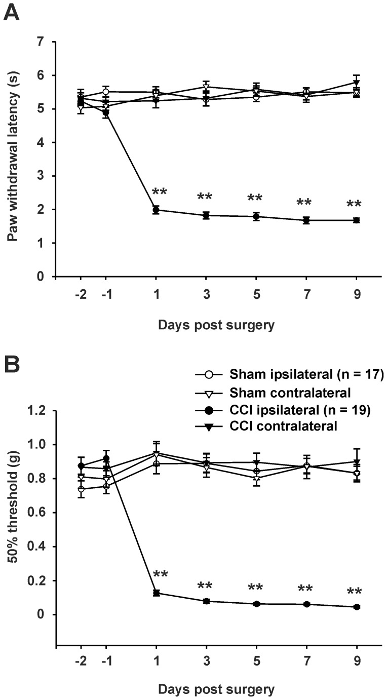 Time course of thermal (A) and mechanical (B) withdrawal thresholds after CCI.Withdrawal thresholds in CCI (n = 19) and sham-operated (n = 17) animals for both ipsi- and contralateral hindpaws. Tests were performed on days 2 and 1 before operation and on days 1, 3, 5, 7 and 9 after surgery. (A) Thermal hyperalgesia is indicated by a significant reduction in the paw withdrawal latency. (B) Mechanical hyperalgesia is indicated by a significant reduction of the 50% paw withdrawal threshold. Data are expressed as mean ± s.e.m. (* P < 0.05; ** P < 0.01, two-way ANOVA).