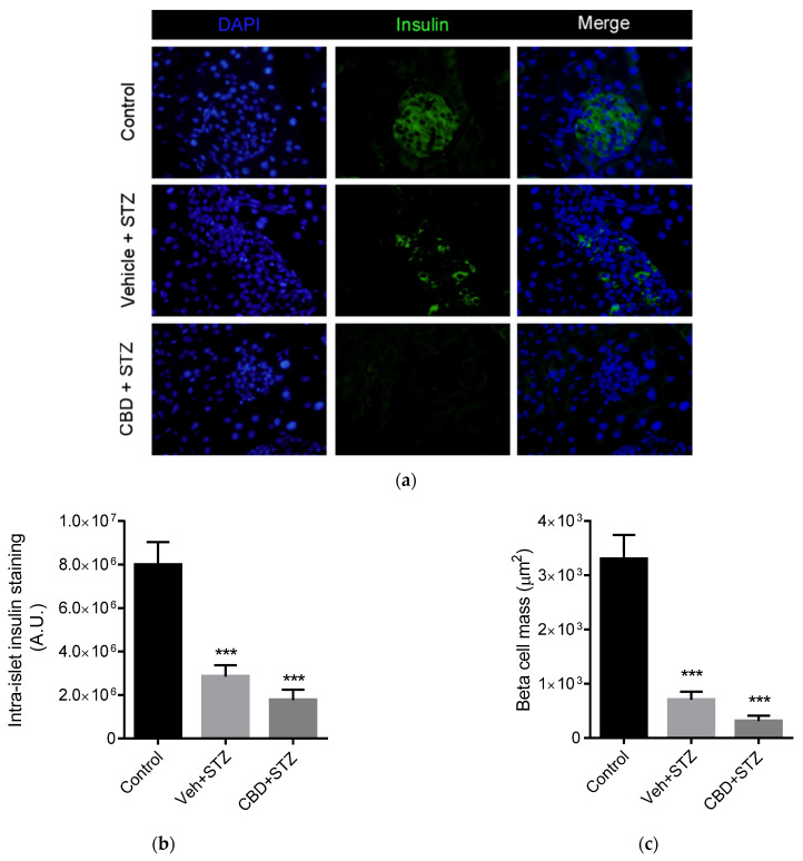 CBD does not prevent STZ-induced beta cell loss. (a) Representative images of immunofluorescent staining of insulin (green) and nuclei (DAPI, blue) of the pancreas from control, vehicle-STZ and CBD-STZ-treated mice (original magnification ×25, scale bar 50 μm). Quantification of (b) intra-islet staining and (c) beta cell mass (calculated as total beta cell area) per islet. N = 100 islets/group. Values are expressed as mean ± SEM (n = 6–7 animals per group). *** p < 0.001 vs. vehicle-citrate buffer-treated mice (control).