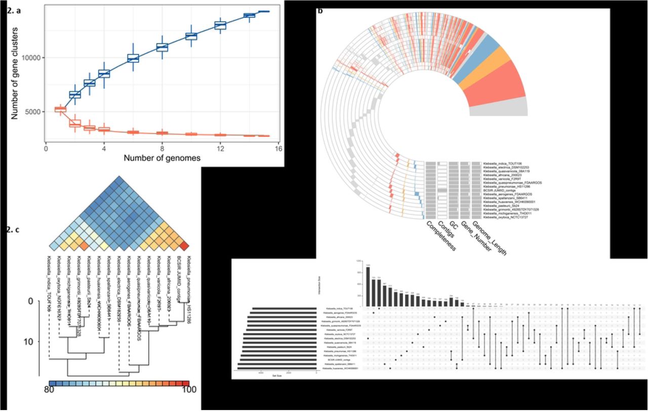 Pangenome analysis and genetic relationships of Klebsiella genomes, including Klebsiella pneumoniae BCSIR-JUMIID. (a) Pangenome and core genome distribution of Klebsiella species. (b) Functional classification of the core genome based on COG (Clusters of Orthologous Groups) annotation. (c) Average Nucleotide Identity (ANI) analysis of Klebsiella pneumoniae BCSIR-JUMIID and related strains. BCSIR-JUMIID exhibited the highest ANI similarity (99.60%) with Klebsiella pneumoniae HS11286, confirming its close evolutionary relationship within the K. pneumoniae species complex (d) UpSet plot illustrating the genetic diversity of Klebsiella strains.