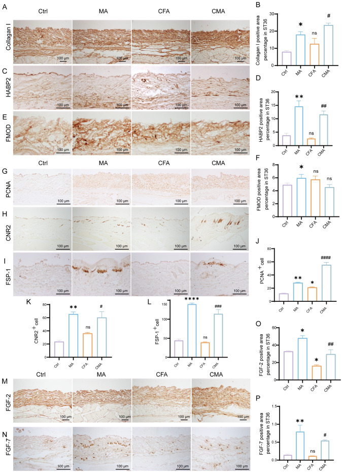 Histological images and graphs showing results of various markers in different experimental groups: Control (Ctrl), MA, CFA, and CMA. Markers include Collagen I, HABP2, FMOD, PCNA, CNR2, FSP-1, FGF-2, and FGF-7. Each set of images is labeled with corresponding markers, and graphs quantify the percentage of positive areas or cell counts, highlighting statistical significance with symbols such as asterisks and hash marks. The scale bar in images indicates 100 micrometers.
